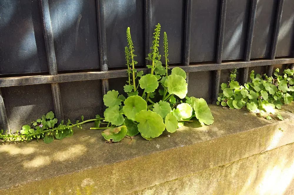 Plantes poussant dans les joints humides d'un mur de pierre, rue de Belfort à Toulouse